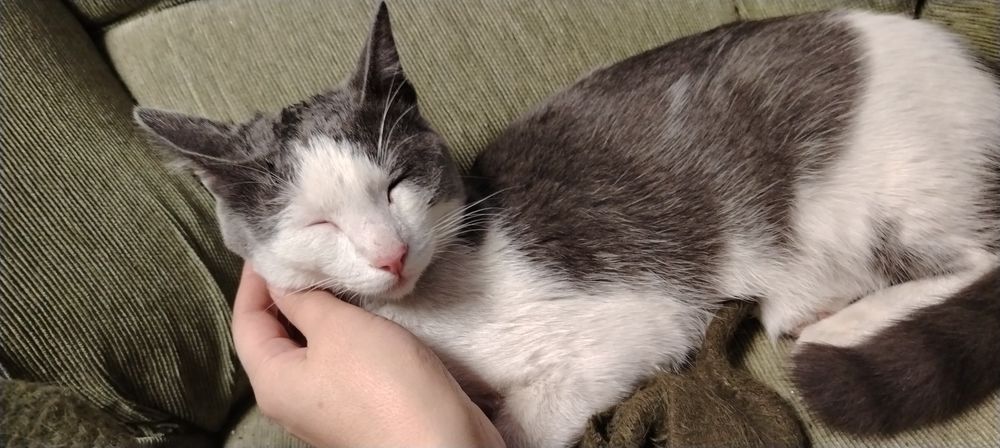 Котенок потеряшка