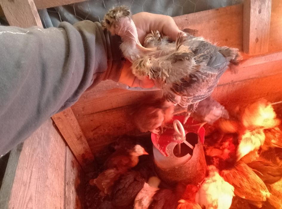 Vînd pui de găină de casa