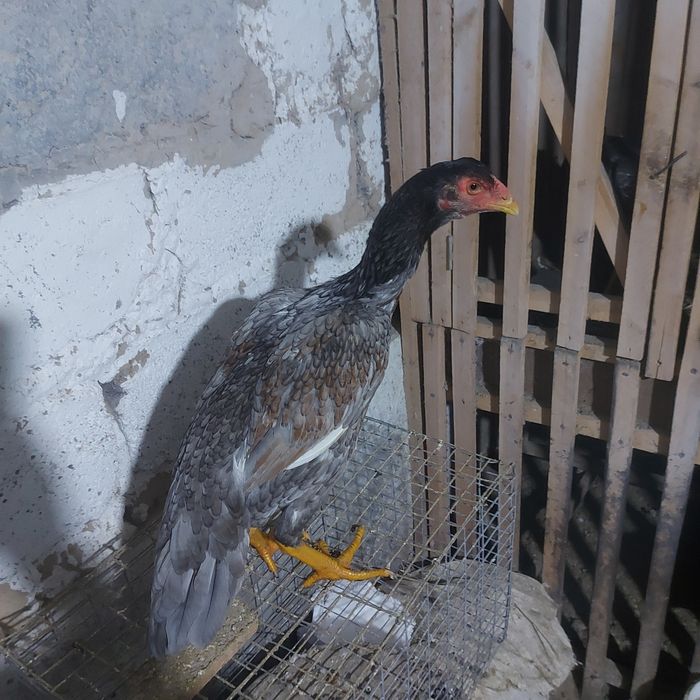 Майски Корейц джужа несутся