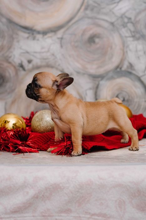 ДЕВОЧКА Французского бульдога