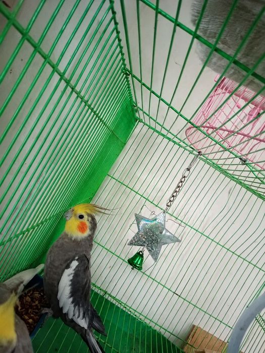 Продам кореллу (мальчик), 1 год — 25 000 ₸