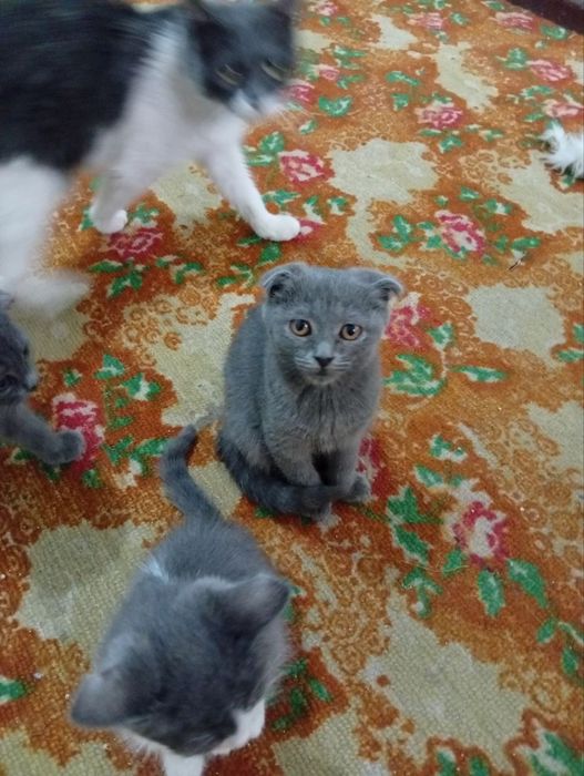 britaski mushuklar sotiladi 3 oylik