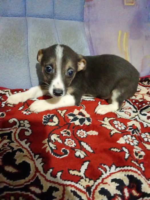 Отдам щенят даром