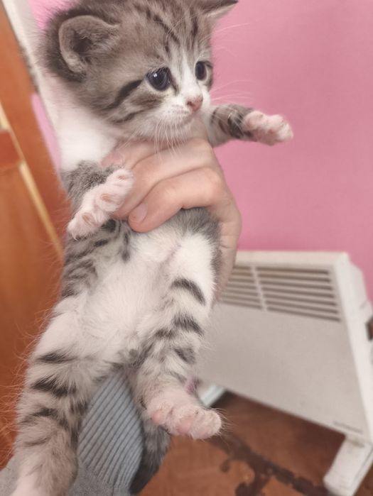 мысык балдары бар