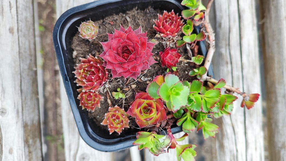 Молодило и очиток