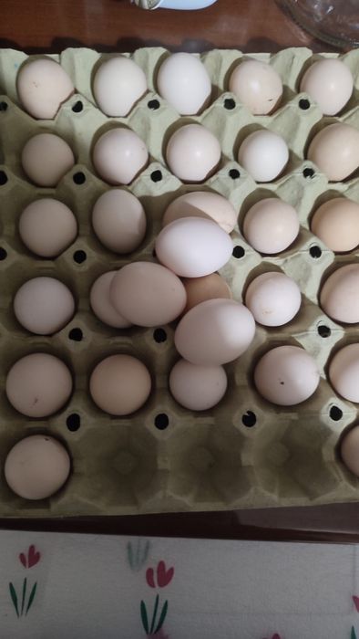 Oплодени яйца - порода Японски феникс