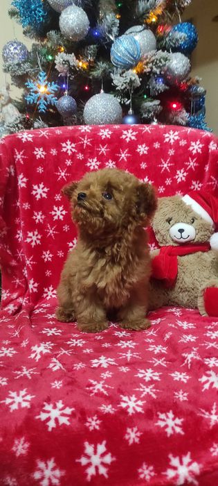 pudel caniche rosu