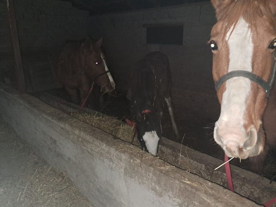 Биелер 600, құлын 250