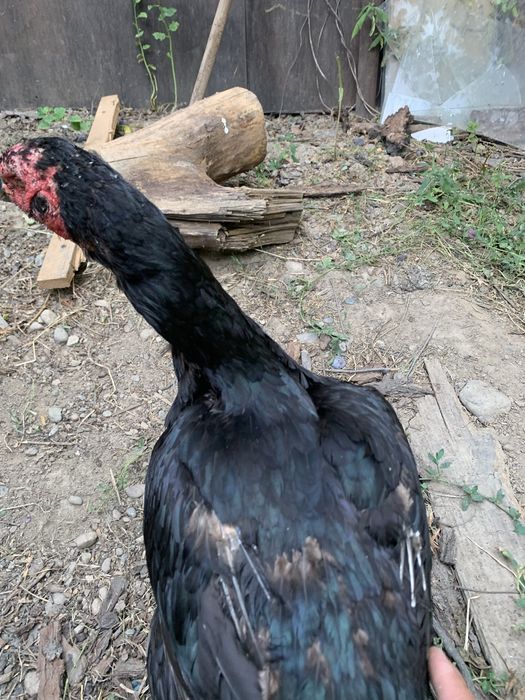 Продам двух бойцовых. Кур