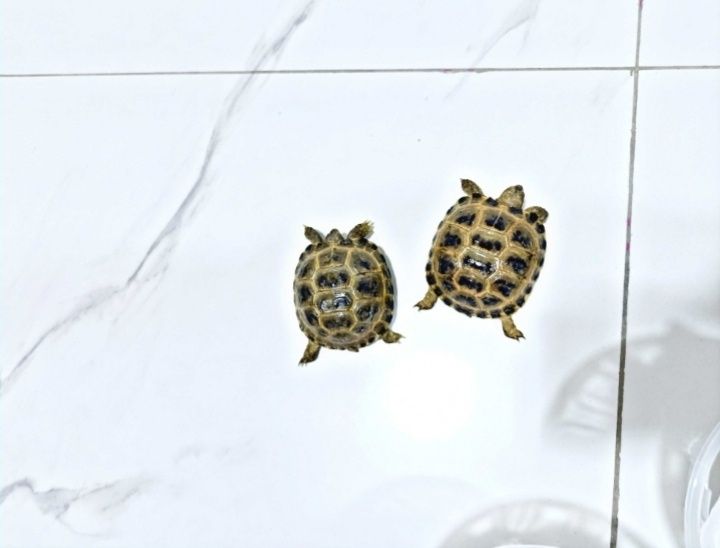 Toshbaqa sotiladi!(Продается черепашки!)