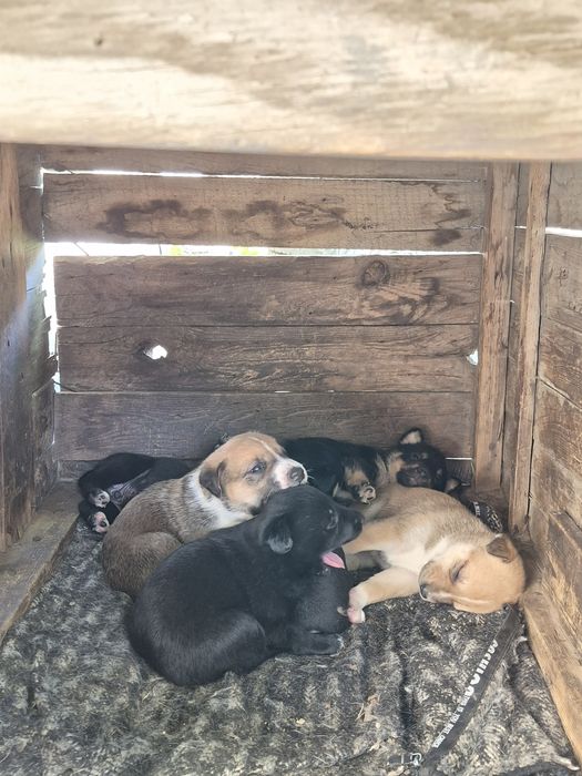 Щенки 2 месяца (4 мальчика, 2 девочки)