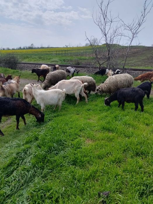 Vând capre bune de lapte