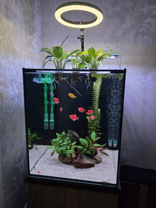 Аквариумные рыбки.