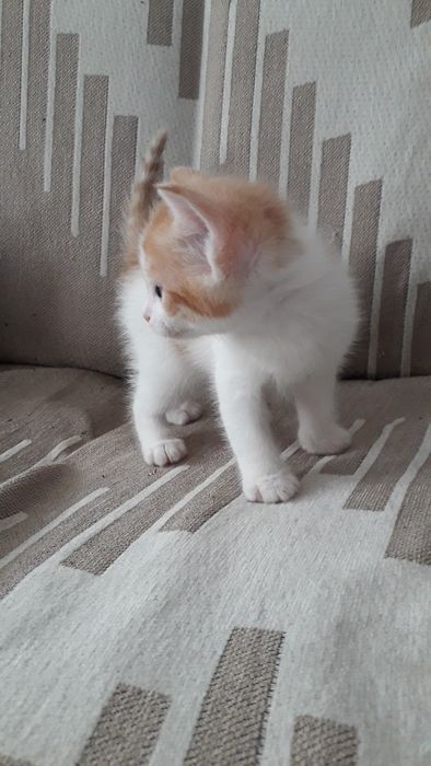 Дарю мальчика котёнка