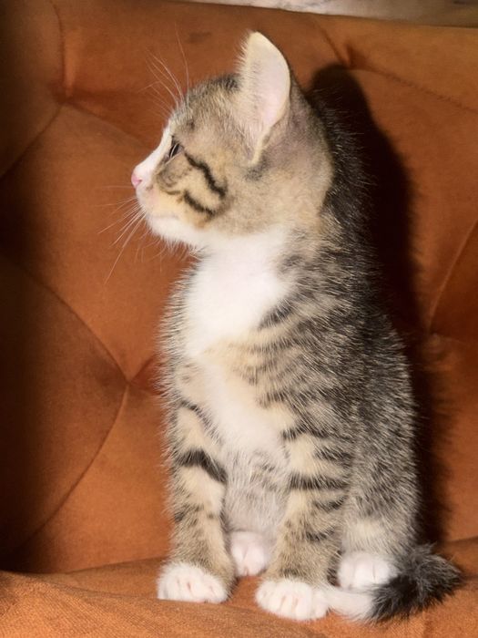 Отдам мальчика котёнка в добрые руки