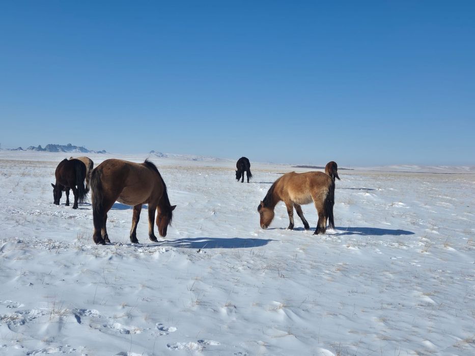 Мұғалжар байталдар сатылады