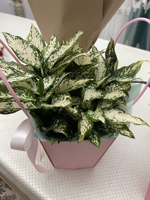 Продается свежие букеты по 7-8000 тг