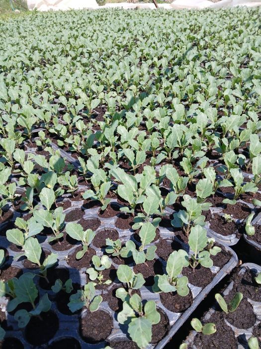 Răsad de varză cursoie