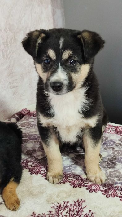 Щенки братик и сестренка