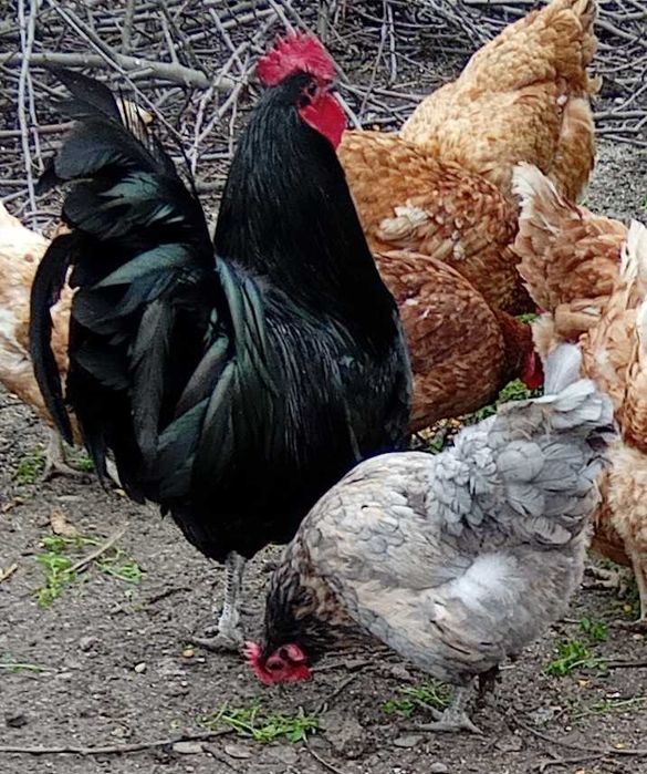 Cocos austrolorp de expozitie