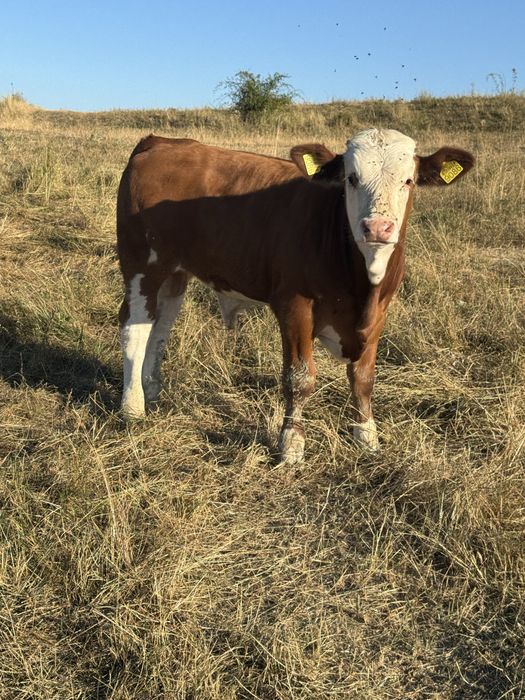 Tauras de vanzare