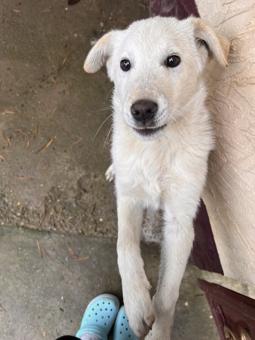 Дворняжка, девочка