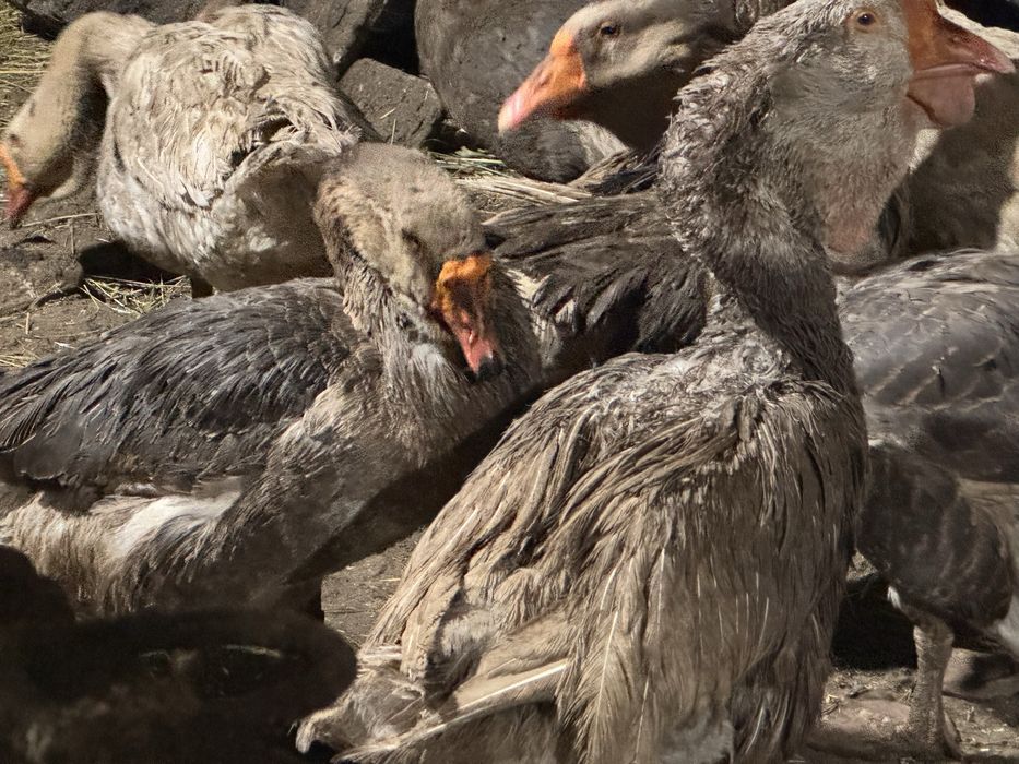 Яицо гусиное холмогор