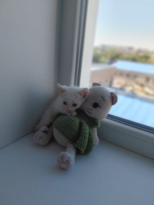 Котёнок в добрые руки