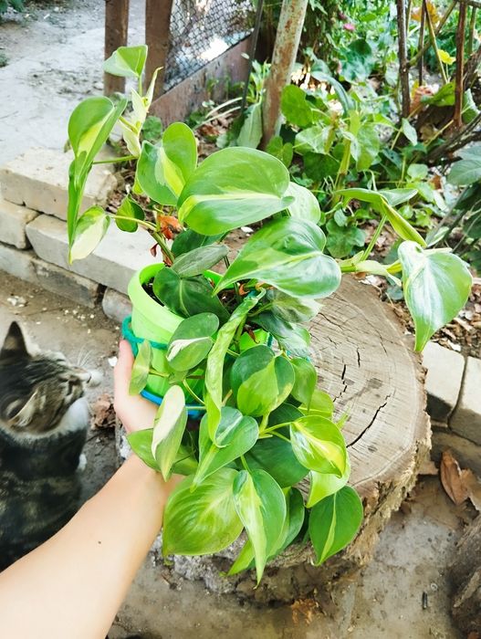 Филодендрон бразил