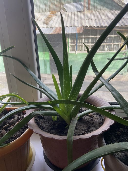 Продаю алоэ.Алое-вера