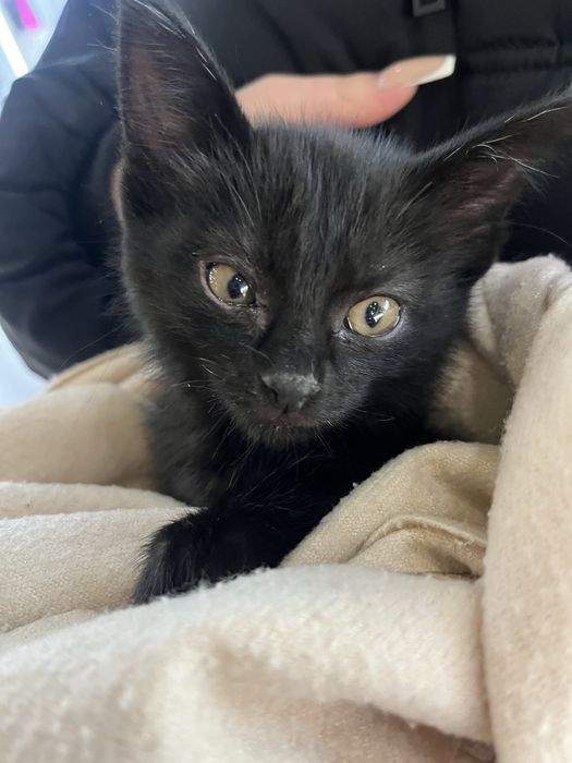 отдам котенка в хорошие руки