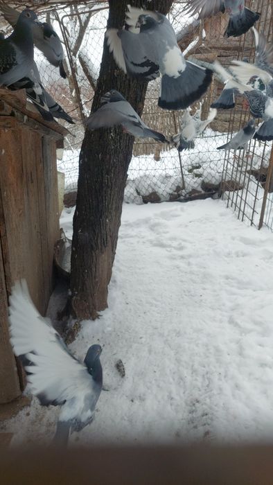 Vând porumbei voiajori