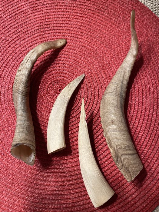 Coarne de berbec set