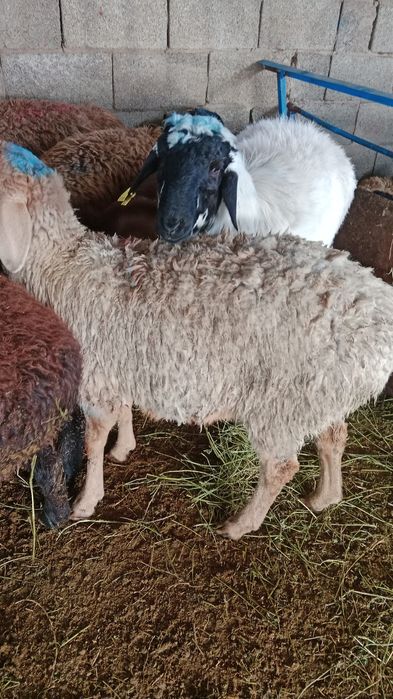 Тоқты Қой сатылады