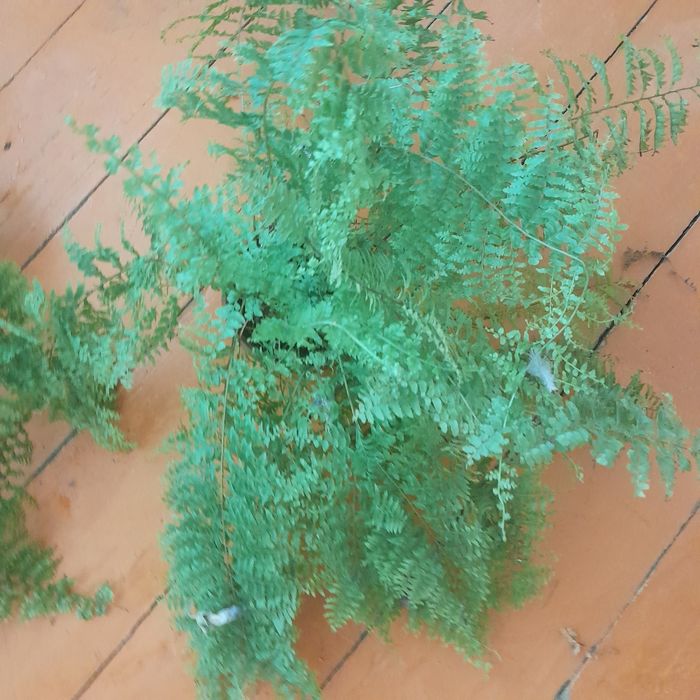 Папоротники  пушистые