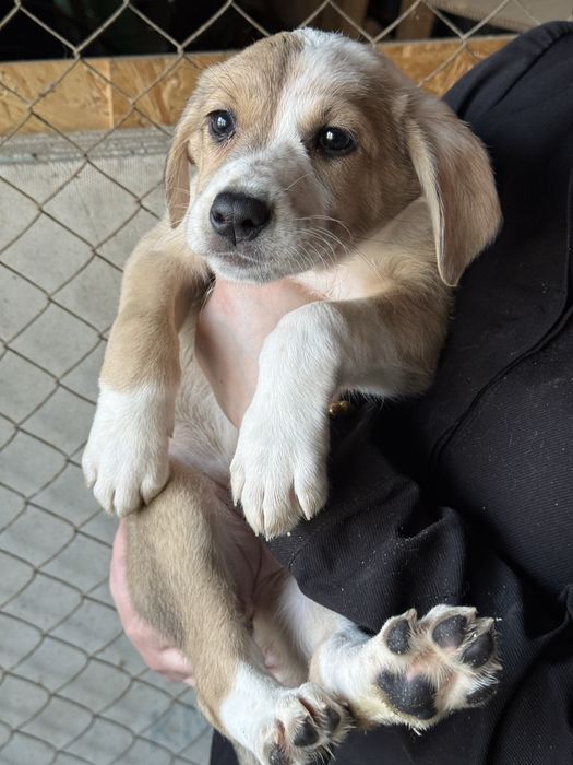 Щенки в добрые руки