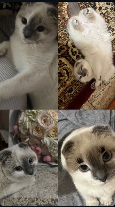 Продам шатландскую кошку