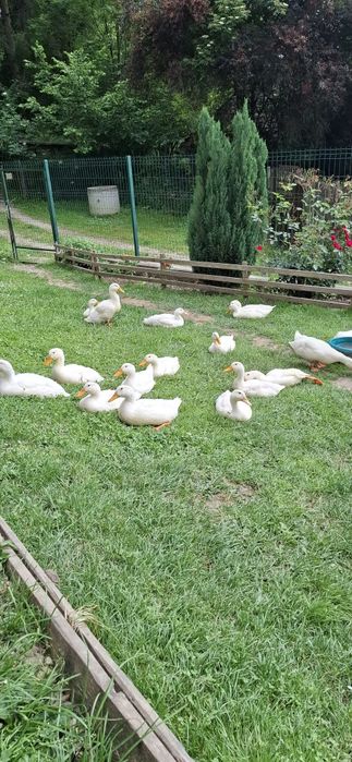 Rațoi albi de 8 luni