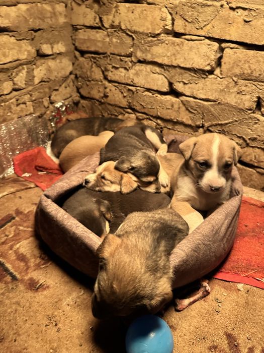 Щенки бесплатно