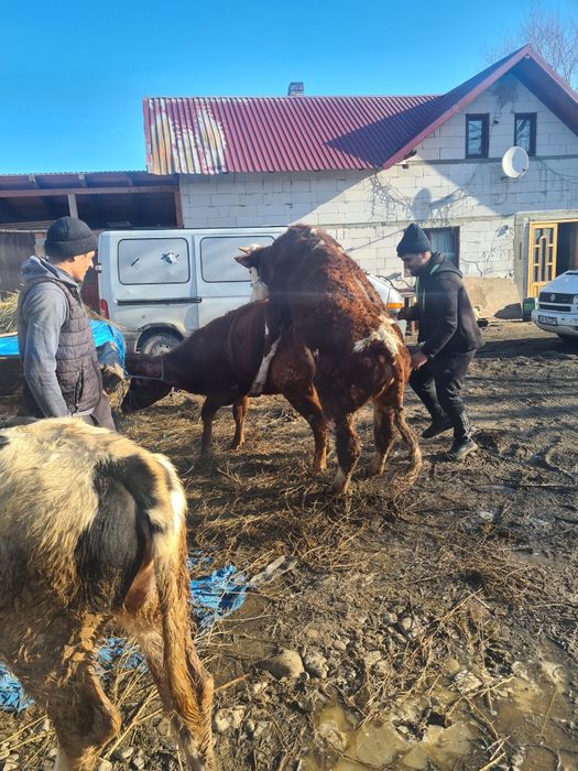 Un tauras 10 luni frumos mâncăcios baltat din vaca foarte mare bun  sa