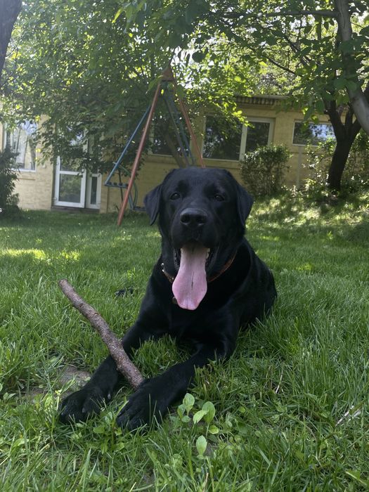 Вязка лабрадор ретривер