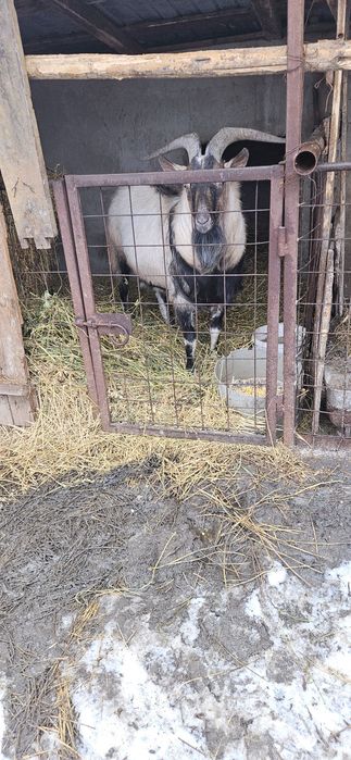 Țap de vanzare pentru sacrificat sau reproducere