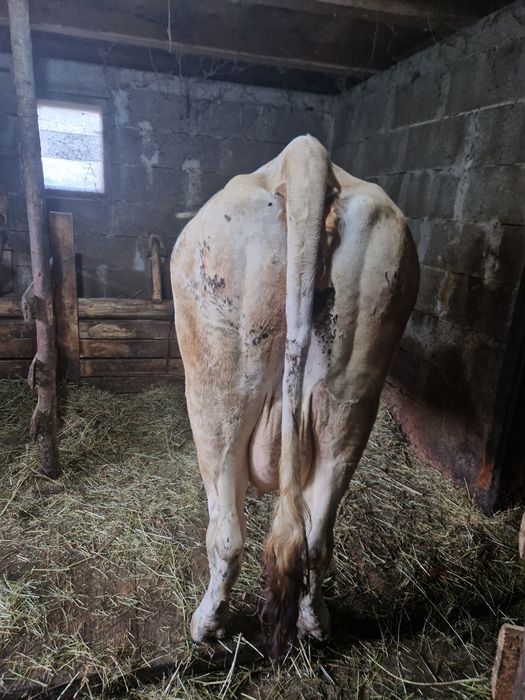 Vaca cu vitea de o saptamana