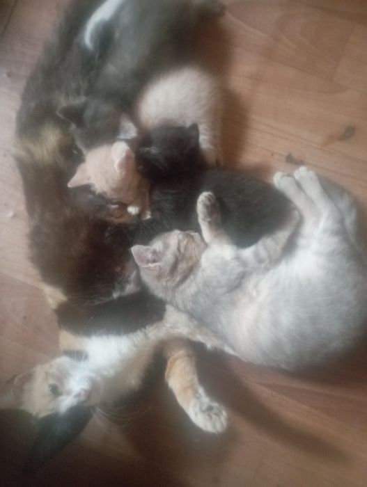 Дарю котят хороших