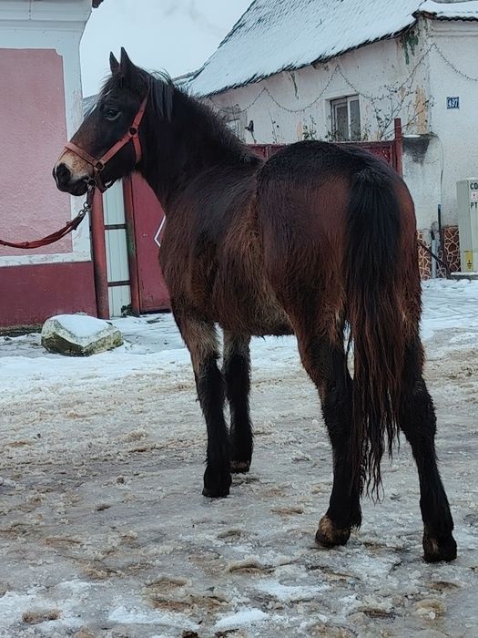 Mânză disponibilă