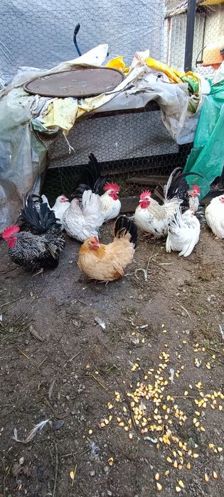 Cocosi chabo de anu asta