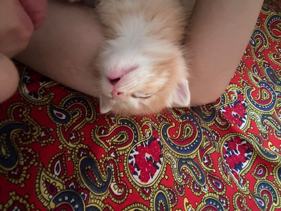 Котенок ищет хороших хозяев