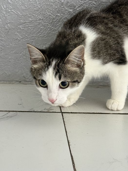 Котенок в добрые руки