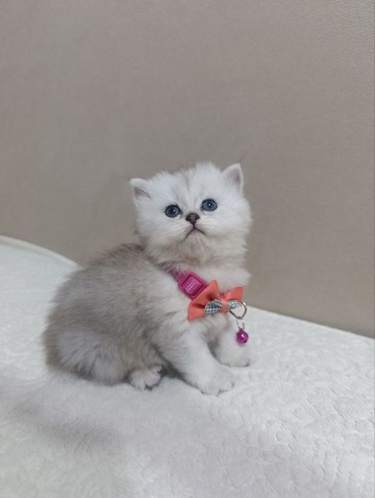 Продаются котята шотландской породы