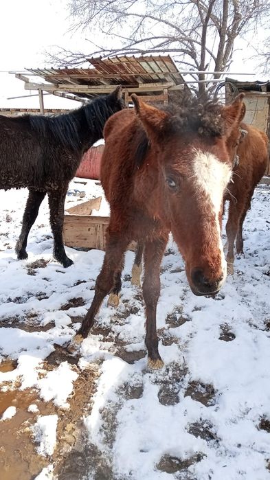 Тай сатылады еркек